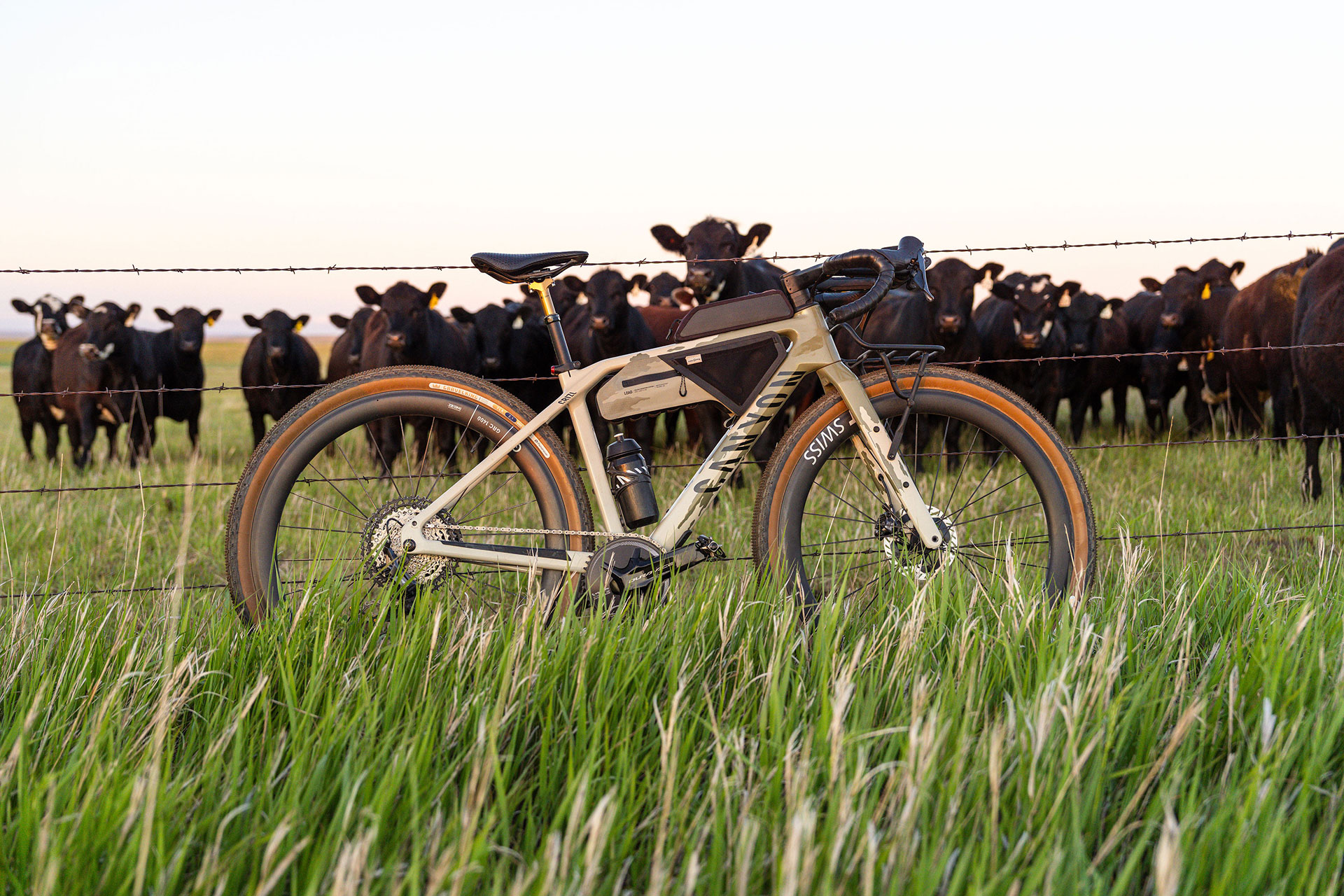 A Canyon gravel bike in prairie grass, cattle at the fence.