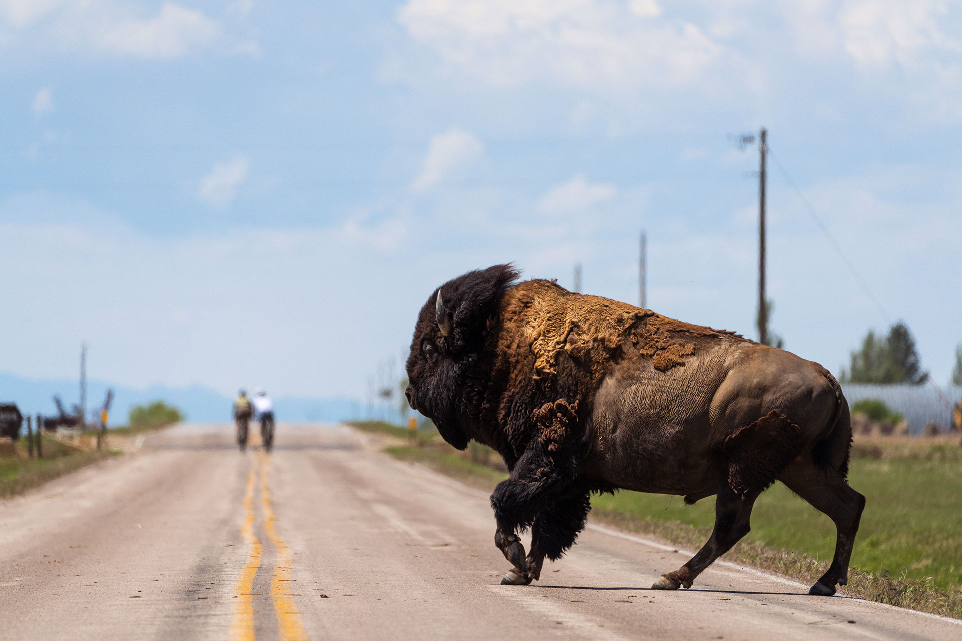 A bison crosses a two-lane South Dakota road; two cyclists ride in the distance.